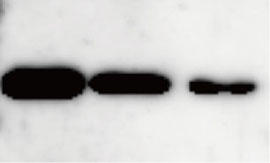 Chemi-Lumi One.jpg